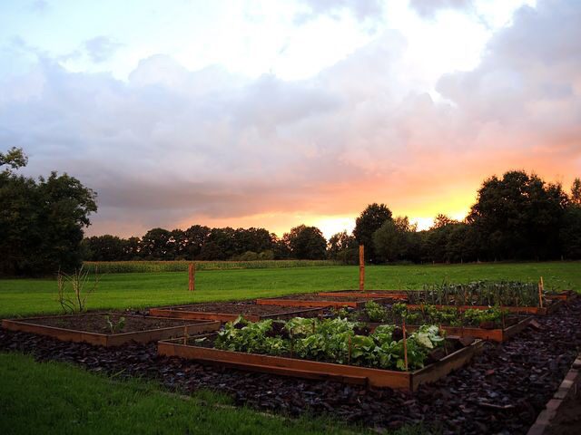 The Comprehensive Guide to Raised Bed Gardening