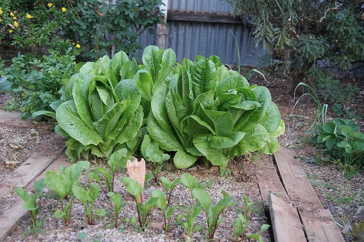 The Comprehensive Guide to Raised Bed Gardening