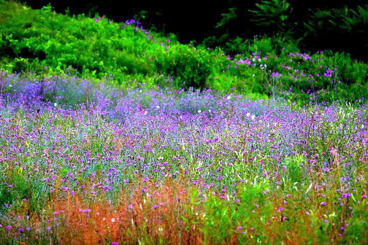 img 5115 Wildflower Cottage Garden Design