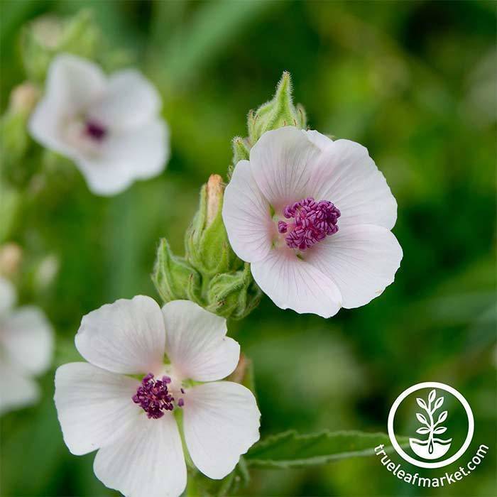 marshmallow grown 30 Unique Heirloom Vegetables for your Food Garden
