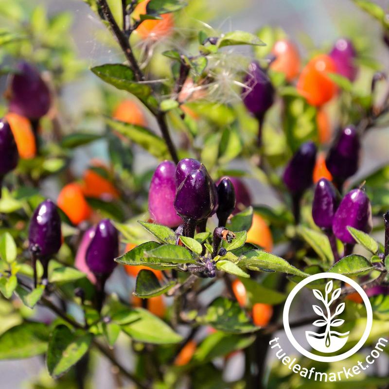 pepper numex twilight 30 Unique Heirloom Vegetables for your Food Garden