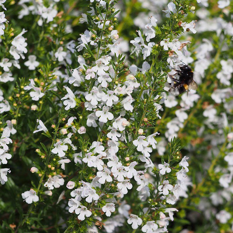 800px Satureja montana Coerulea Czaber gorski 2015 08 30 02 12 Culinary Herbs for the Flower Garden