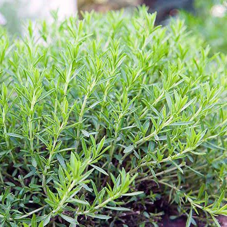 Tarragon 12 Culinary Herbs for the Flower Garden