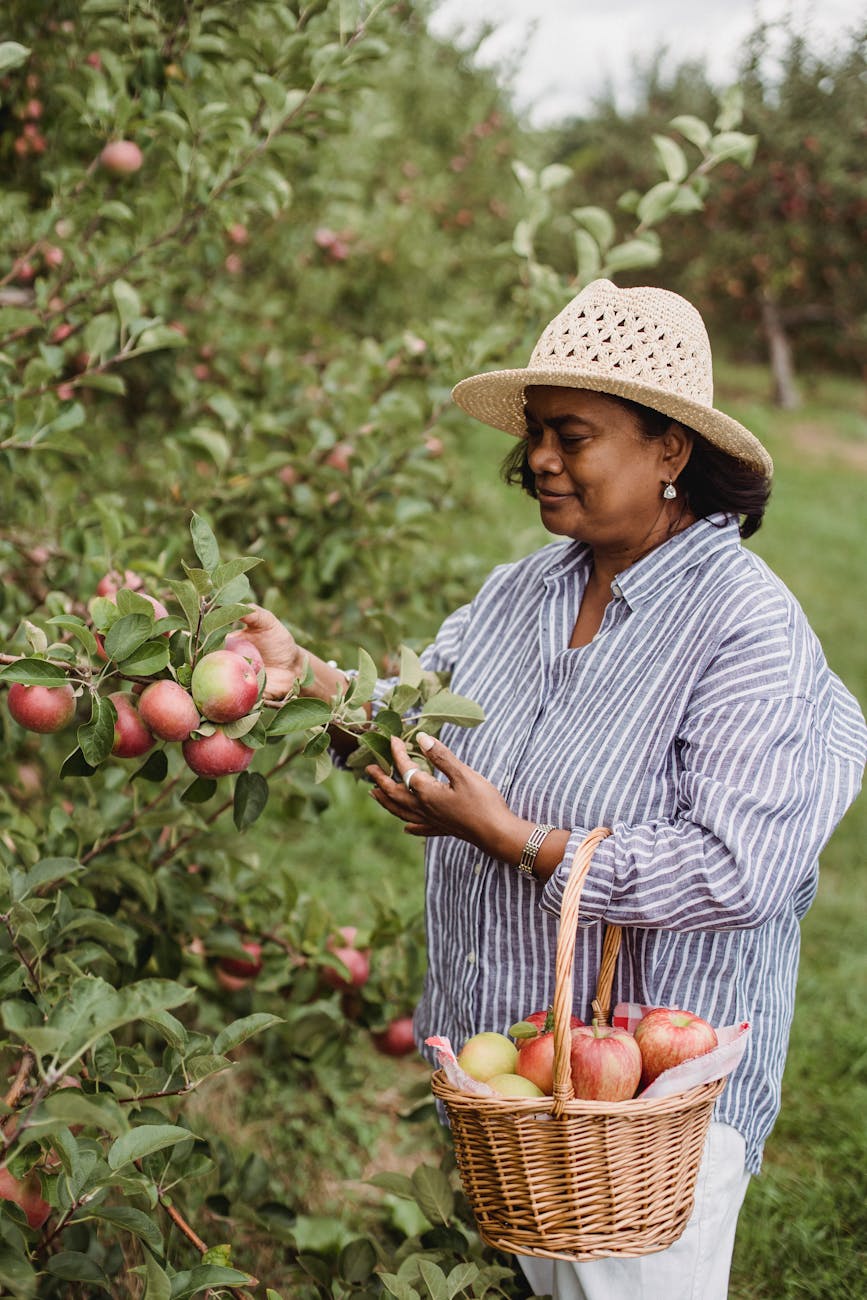 Gardening in the Fall: 30 Projects and Tasks 10 smiling woman harvesting ripe apples in green garden Gardening in the Fall: 30 Projects and Tasks