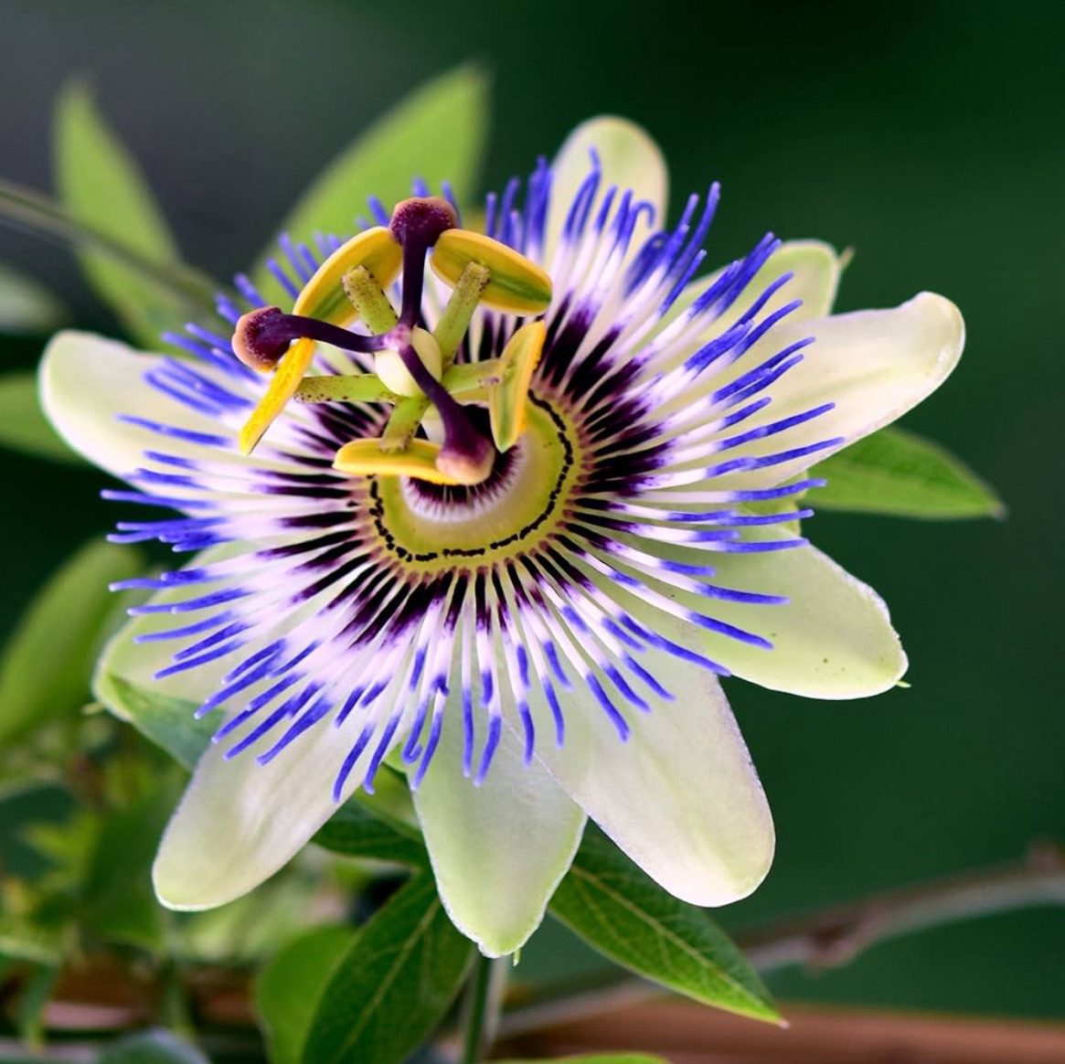 Passionflower