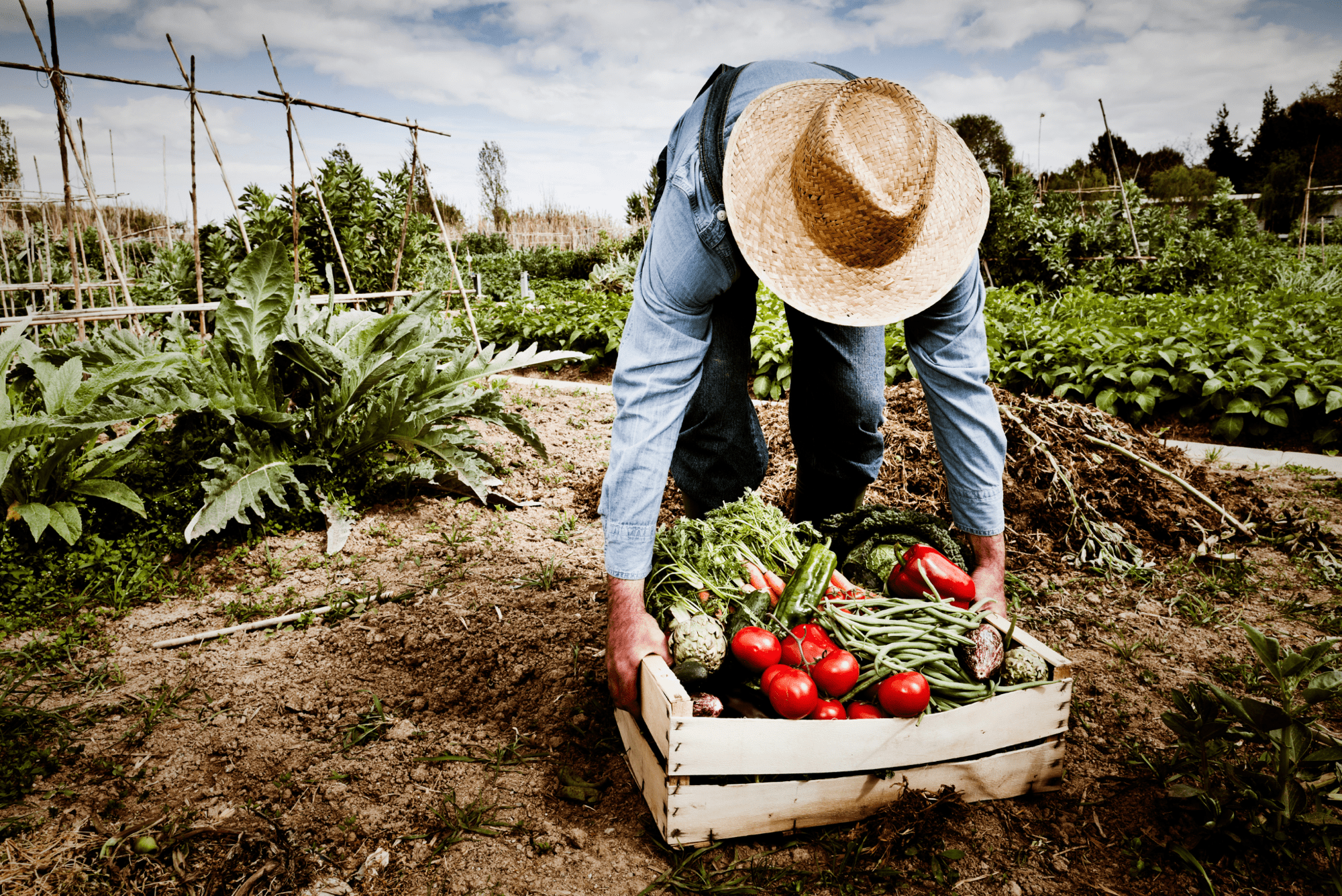 Planning a Survival Garden for Food and Medicine