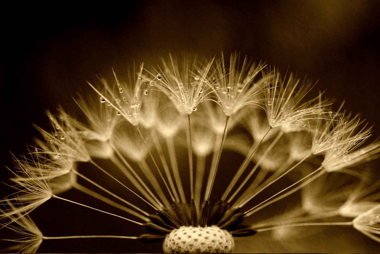 untitled design 15 1 The Secret World of Seeds: Ancient Knowledge