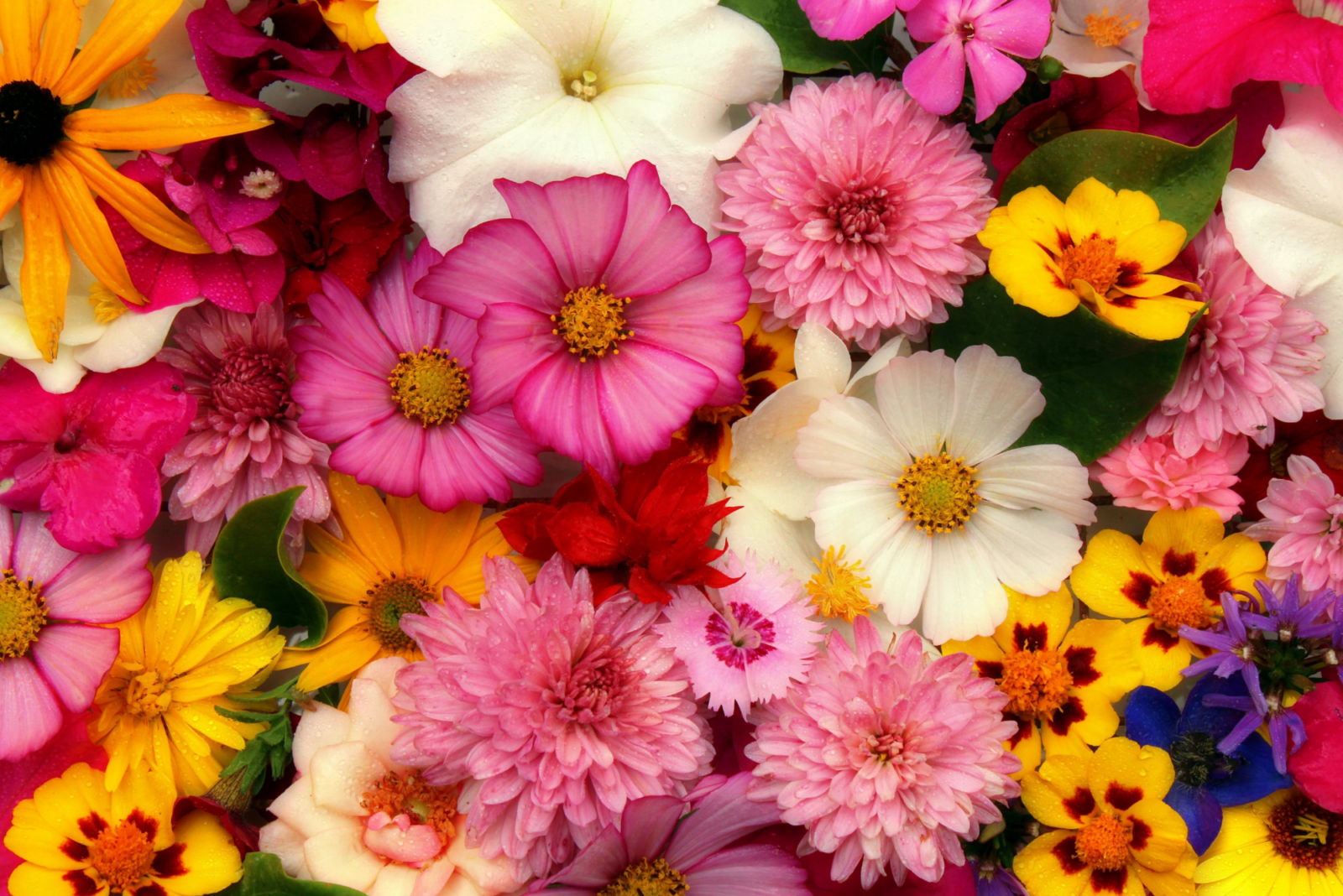 untitled design 34 1 20 Perennial Flowers that Bloom all Summer