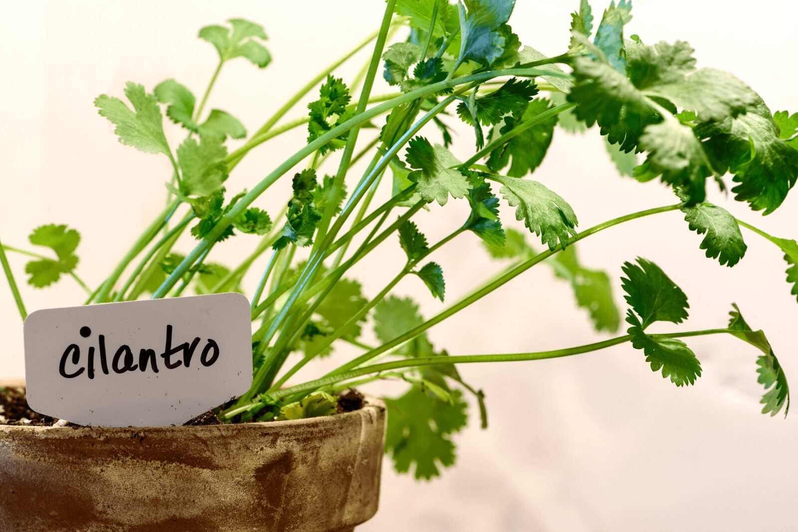 untitled design 35 1 How to Harvest, Dry and Cure Cilantro