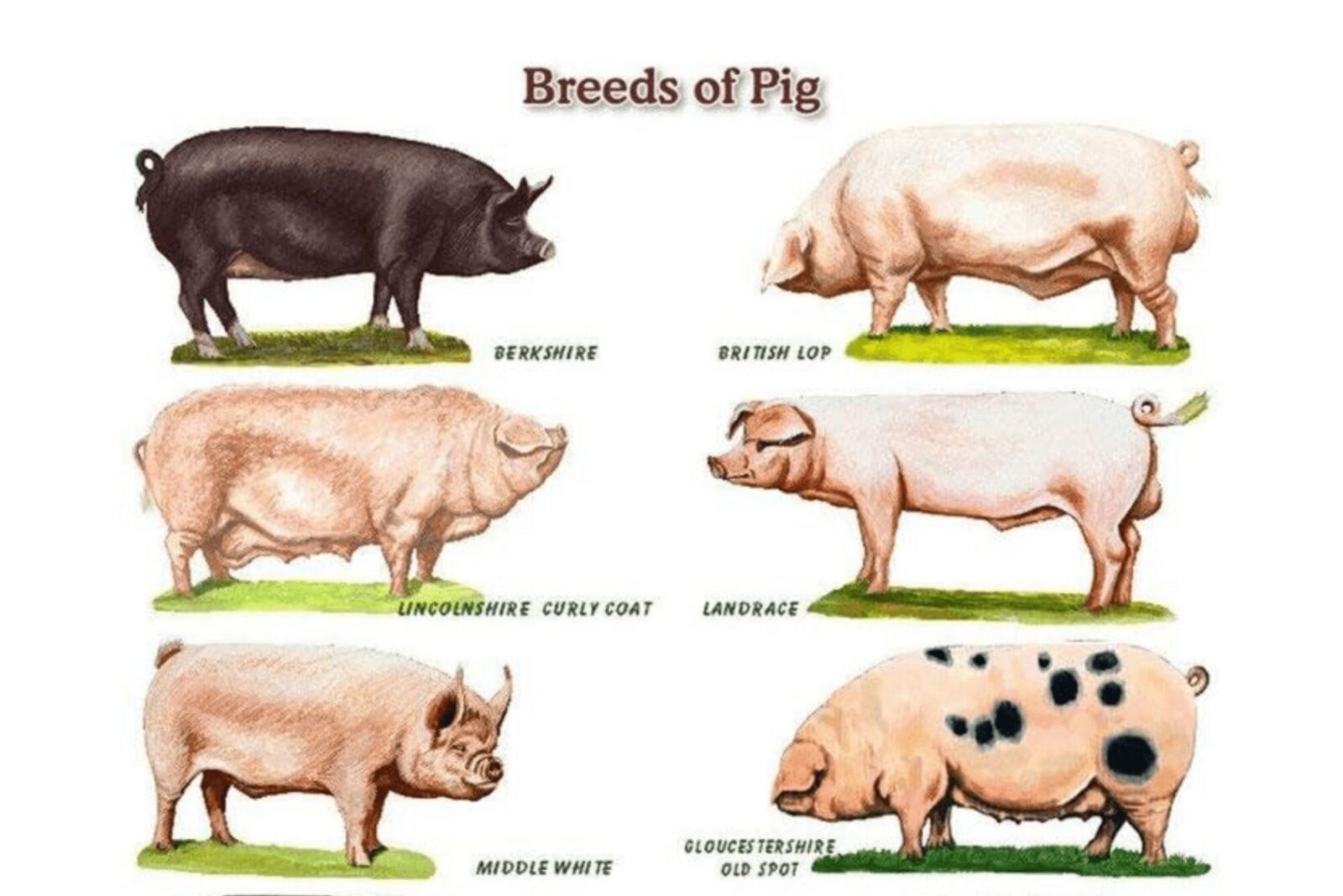 untitled design 39 1 Choosing the Right Pig Breed for your Homestead