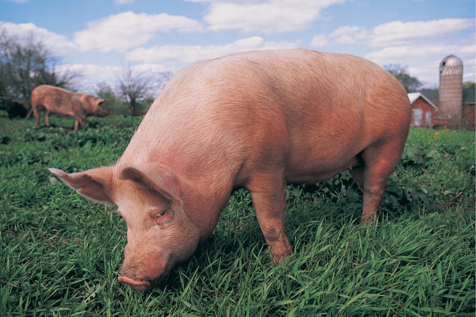 The Process and Timeline of Raising Meat Pigs