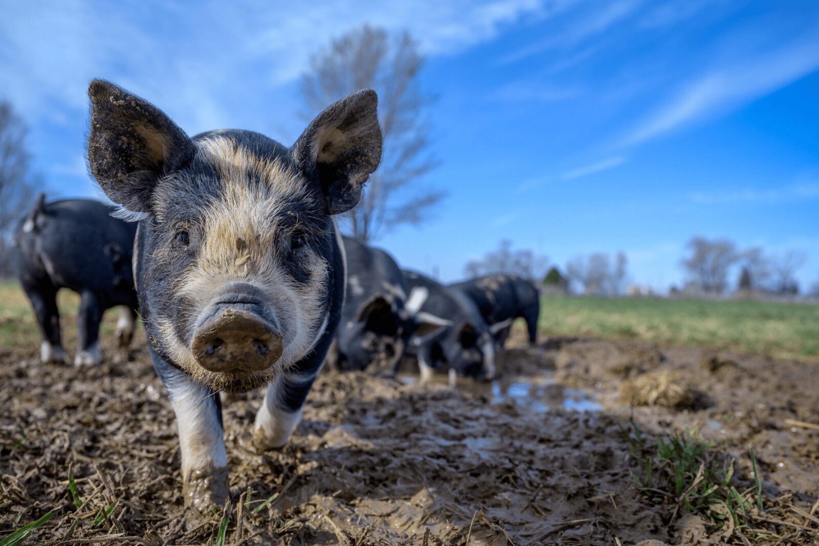 untitled design 43 1 The Complete Guide to Raising Pigs in your Backyard