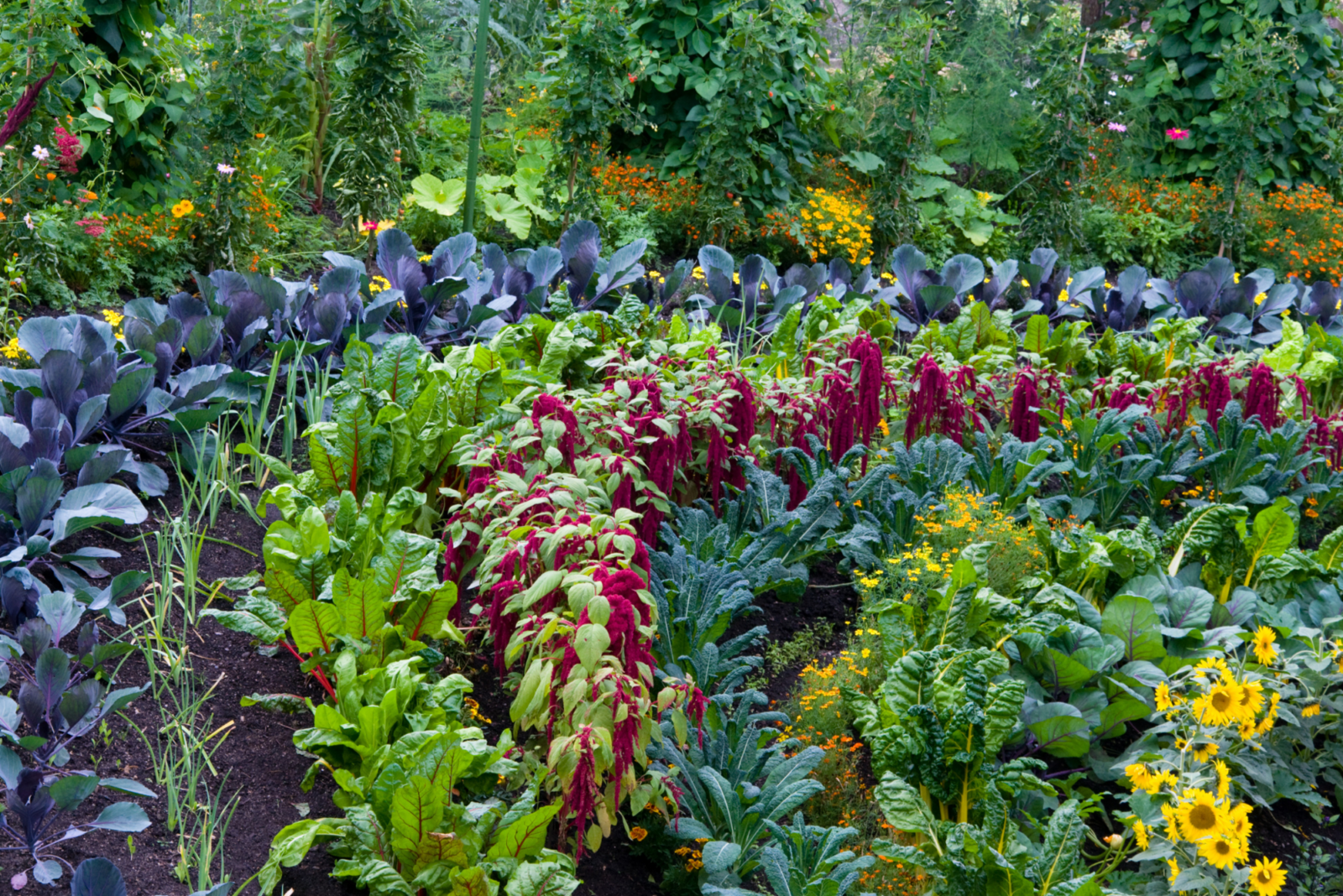 Edible Landscaping