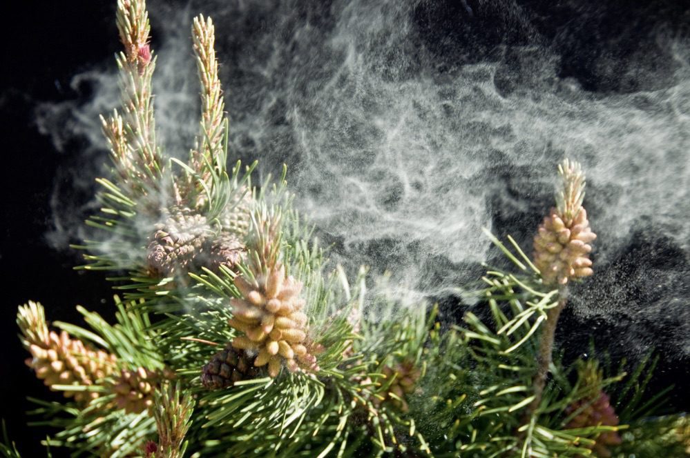 pollen and air quality