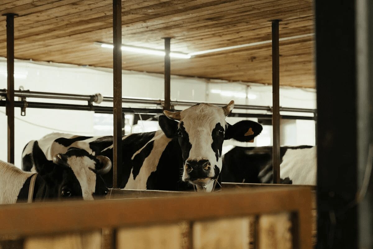 boosting dairy farm productivity with climate control strategies