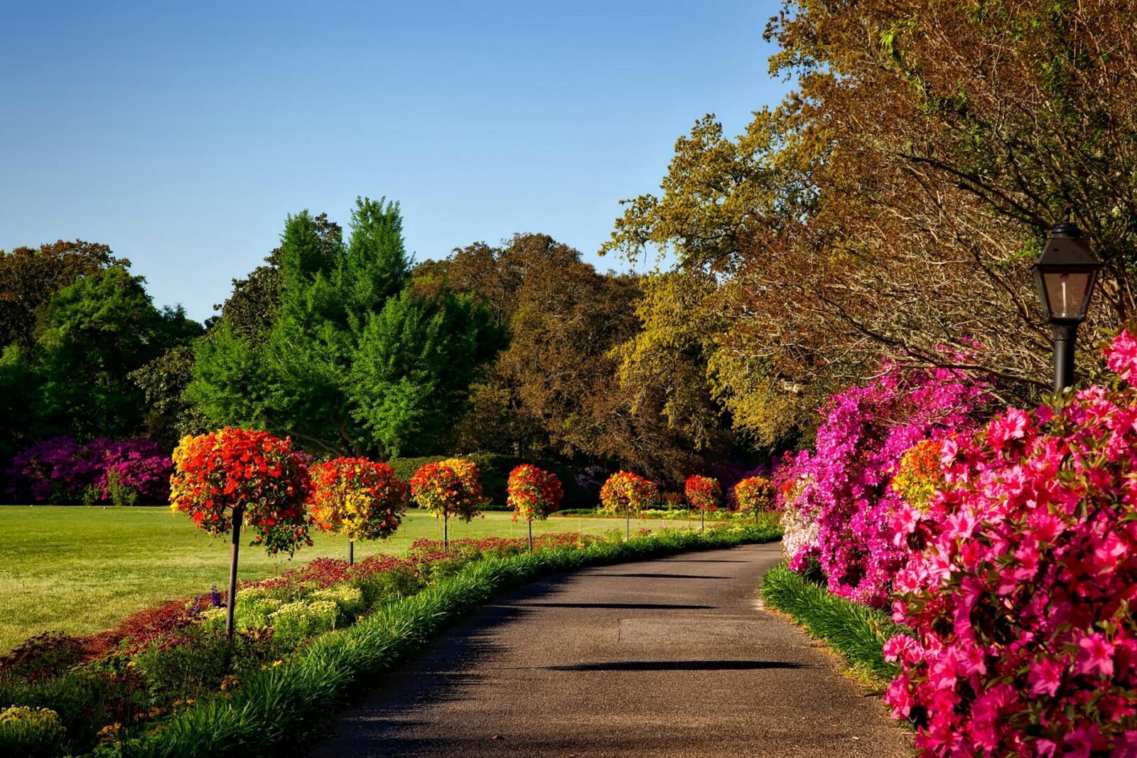 gray concrete pathway besides pink flower during day Home Security Unlocked: Smart Solutions to Safeguard Your Loved Ones