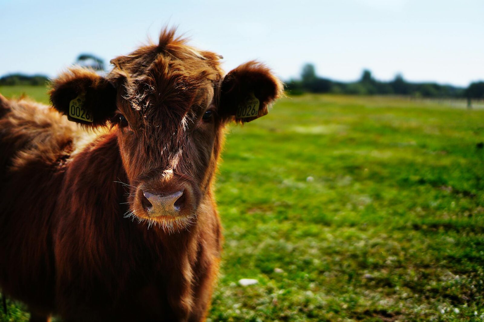 brown cattle on green lawn grass during daytime boosting dairy farm productivity with climate control strategies