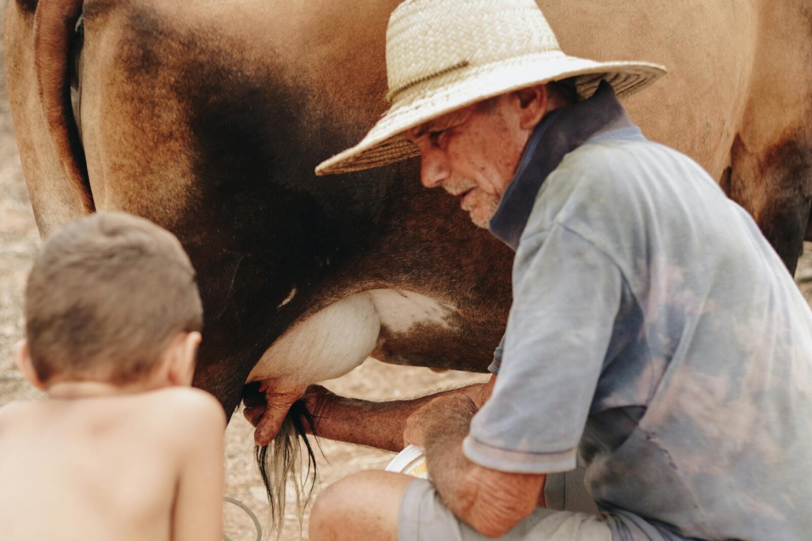 man showing to a boy how to milk a cow boosting dairy farm productivity with climate control strategies