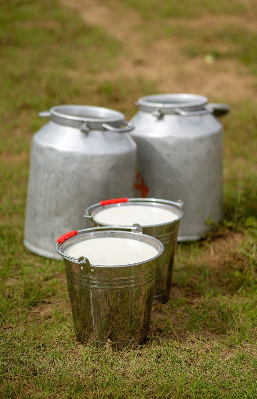 two buckets full of white milk and cans in background boosting dairy farm productivity with climate control strategies