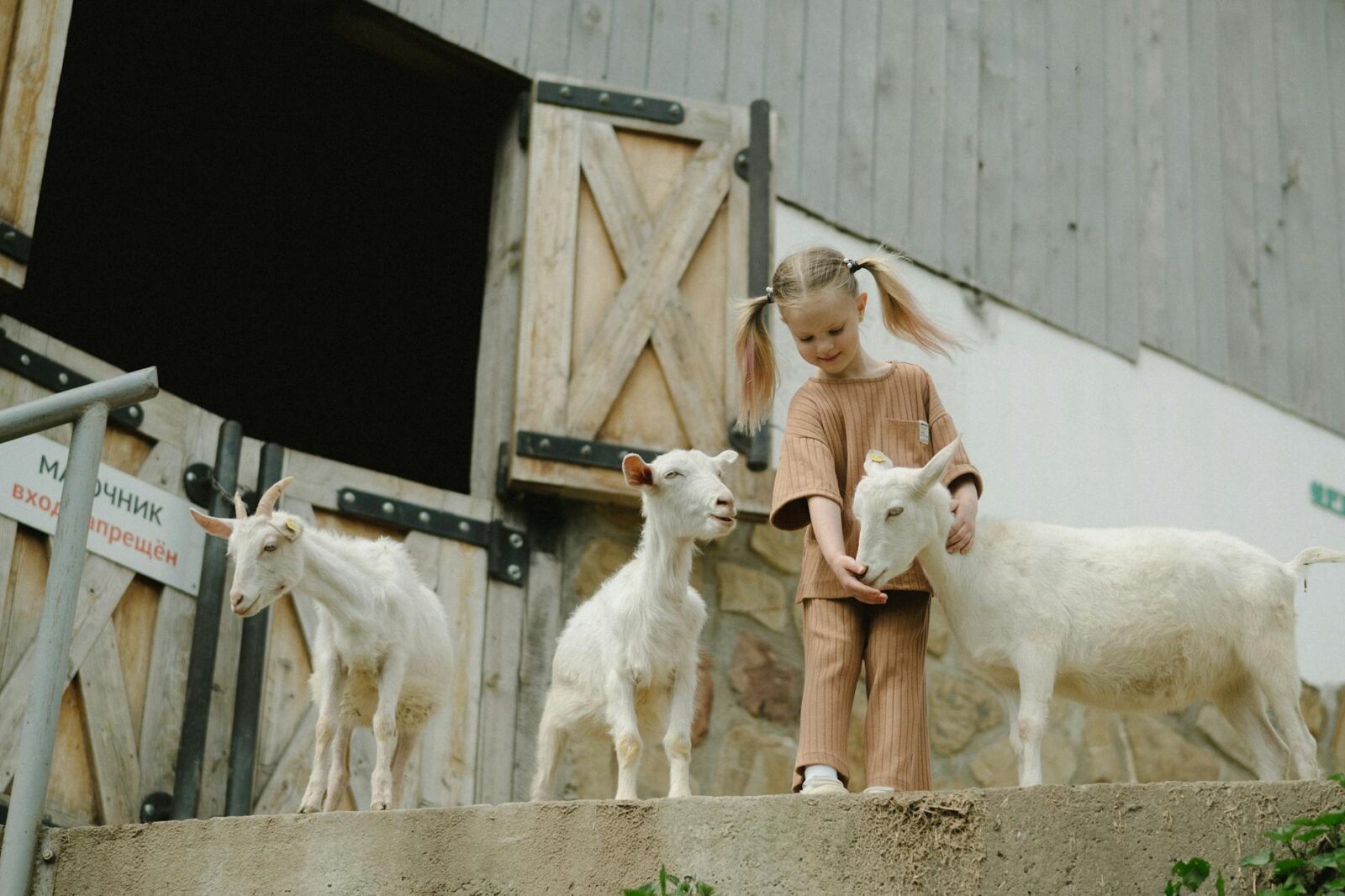 a girl playing with white goats