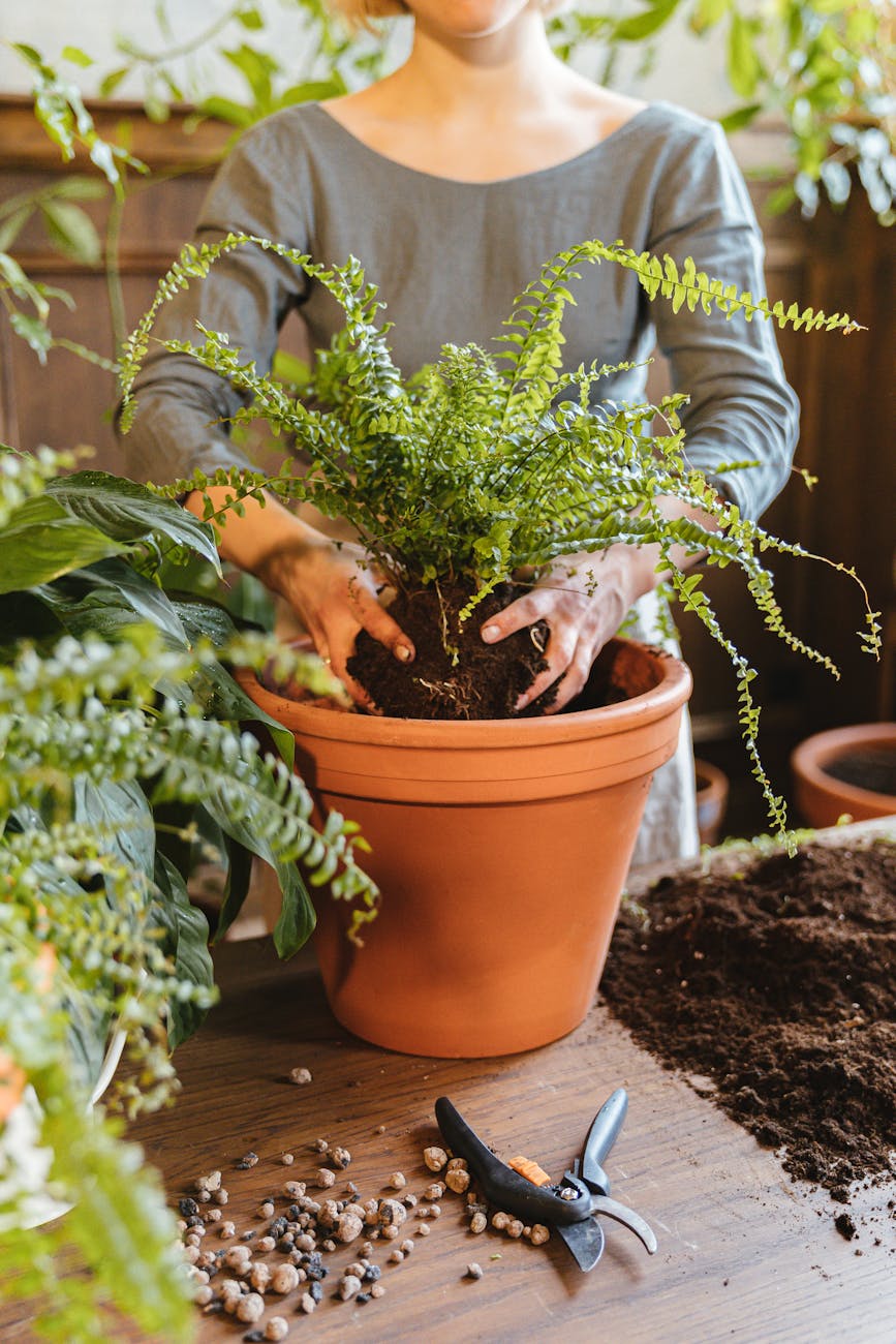 a person planting a fern in a pot How to Update Your Outdoor Space on a Budget