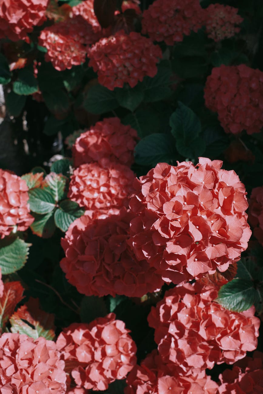 red flowers on a shrub DIY Garden Fails to Avoid for a Stunning Summer Yard