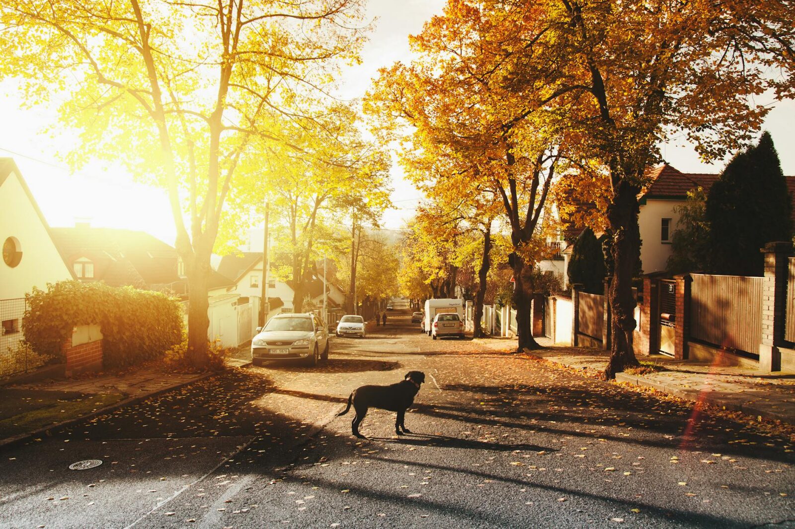 dog on concrete road Top Neighborhood Features to Look for When House Hunting