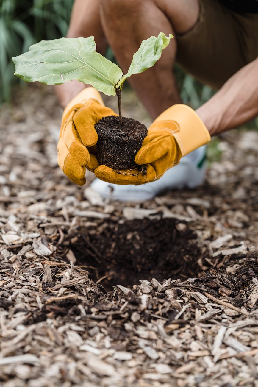 yellow flower with green leaves DIY Garden Fails to Avoid for a Stunning Summer Yard