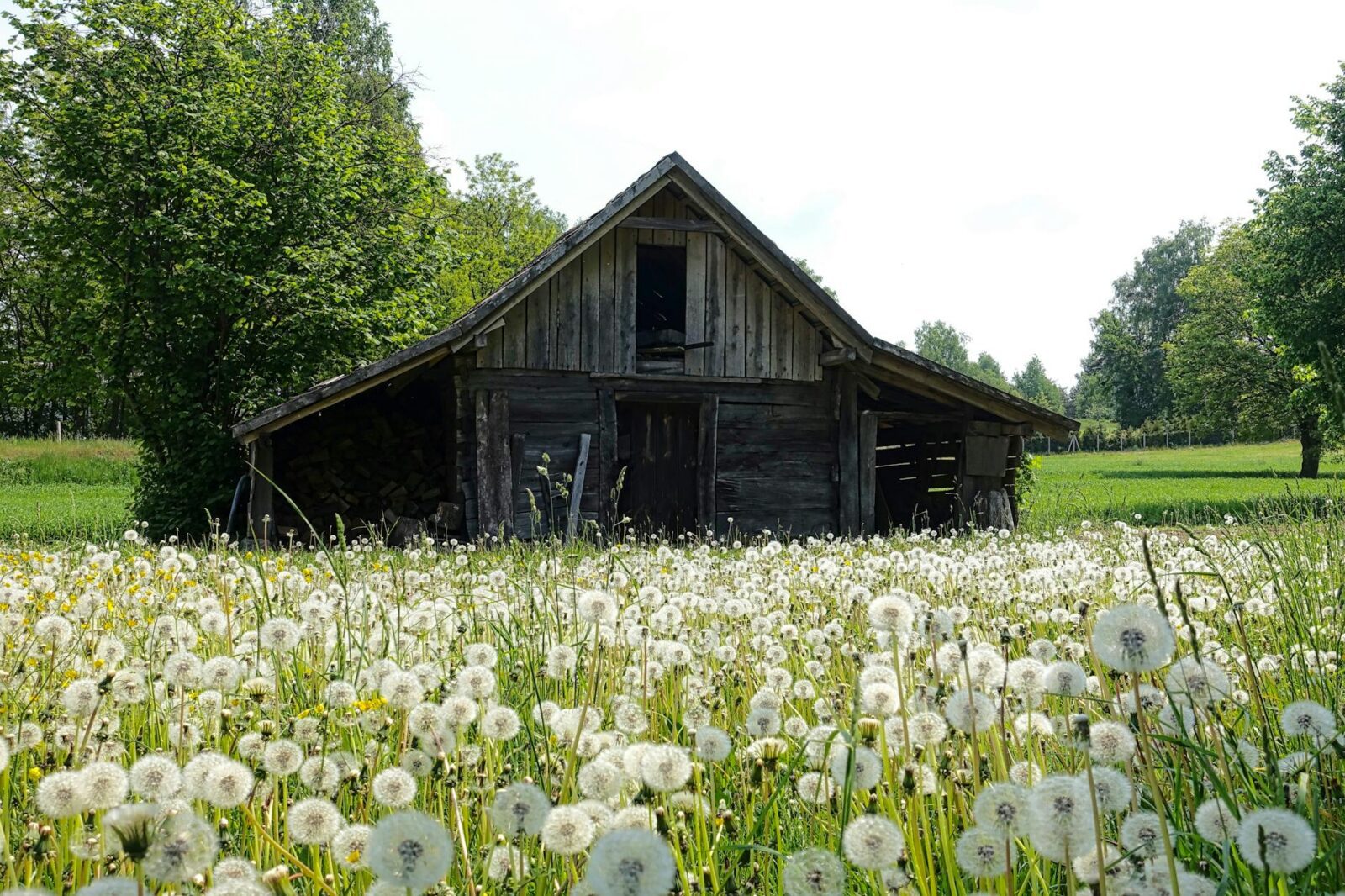 gray shed on white and green field near trees during daytime How To Find Your Dream Property For Starting A Homestead