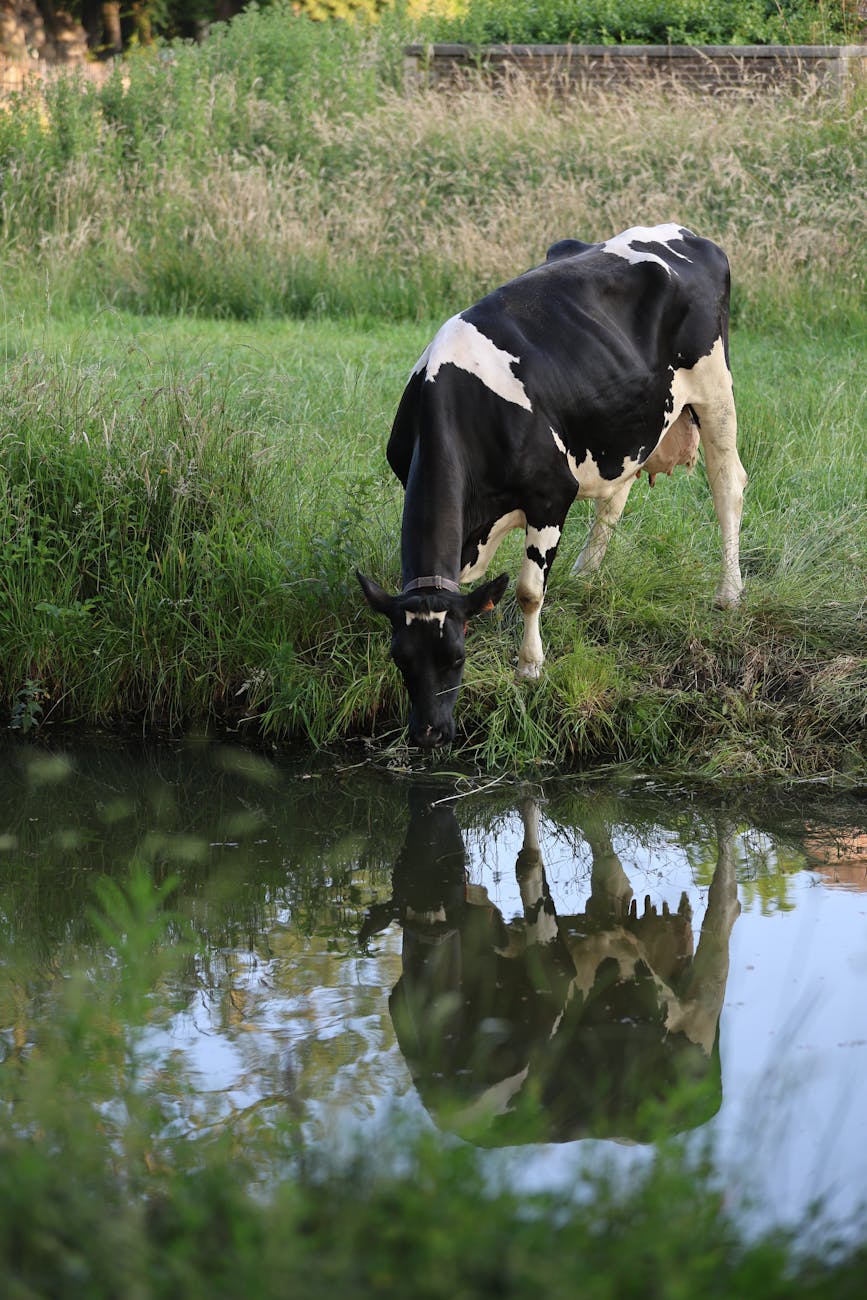 holstein cow grazing by a tranquil stream How To Find Your Dream Property For Starting A Homestead