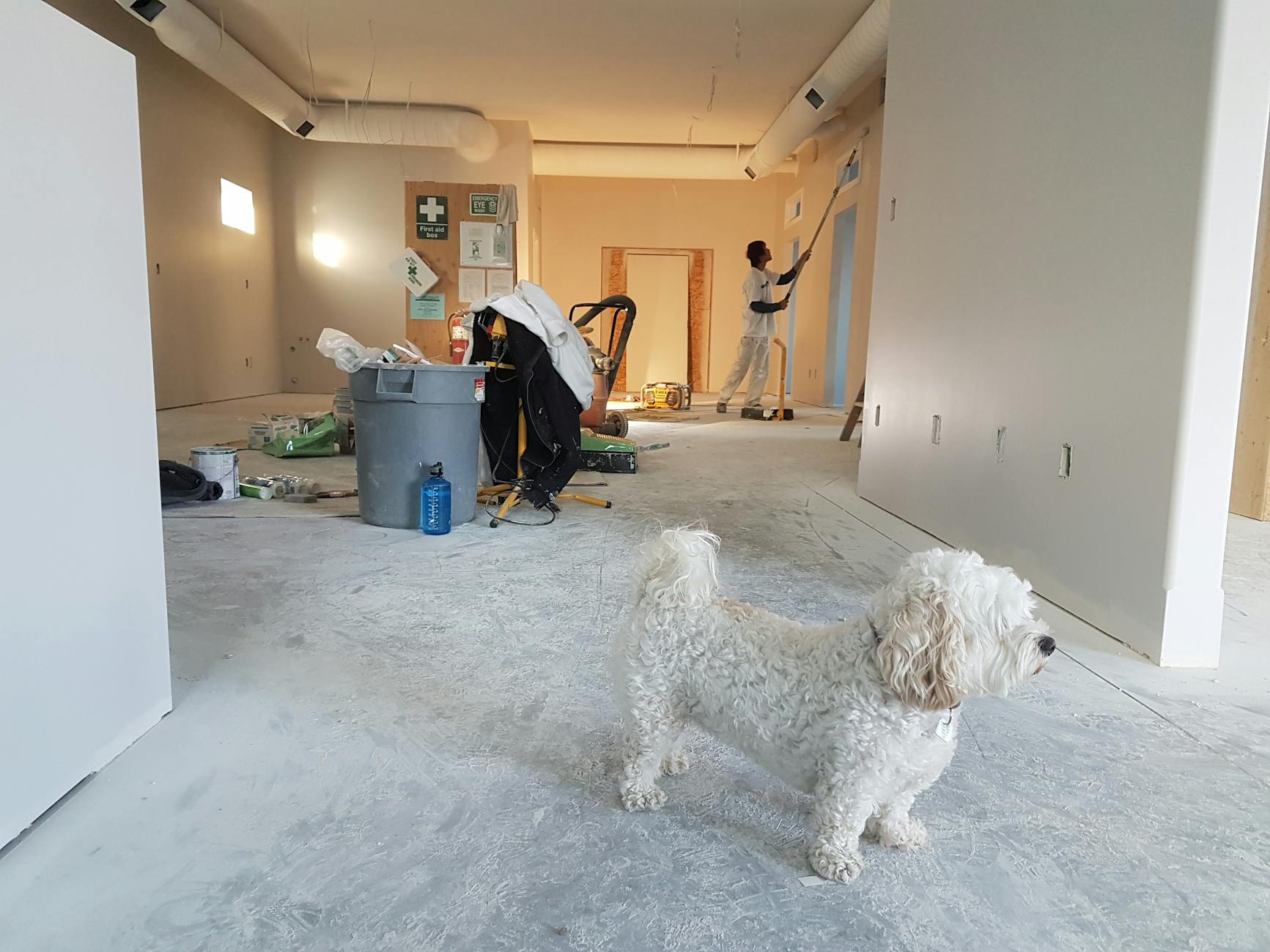 close up photography of white poodle The Biggest Renovation Mistakes People Are Still Making in 2025