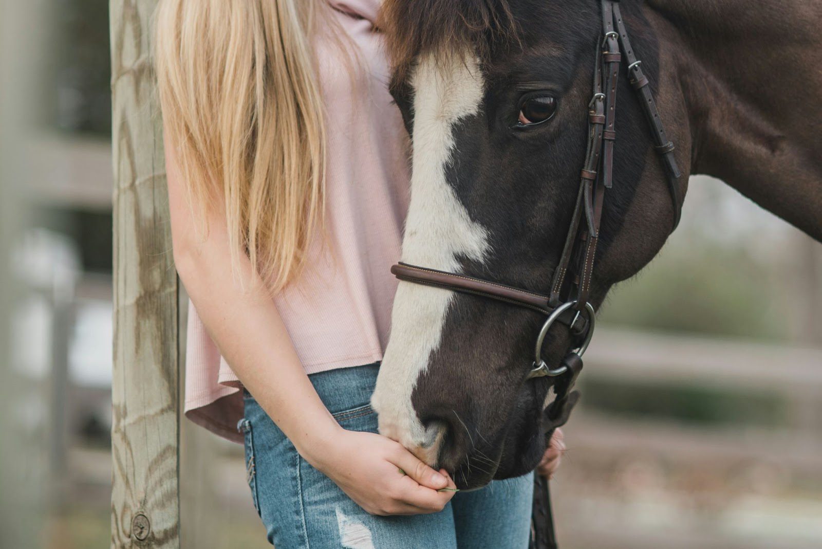 Owning a Horse: Breeds, Care, Supplies, Tack, and Equipment