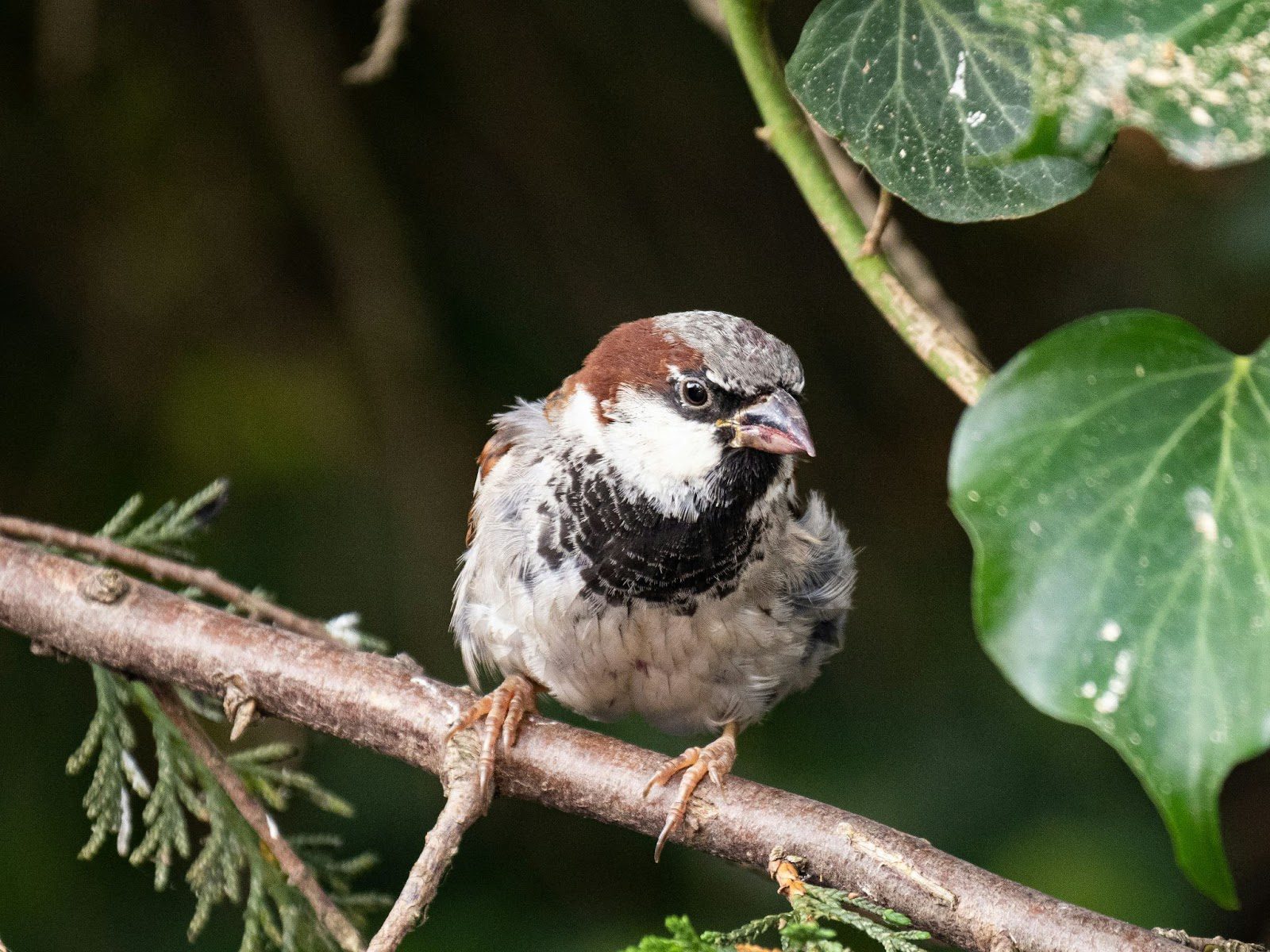 How to Create a Wildlife Friendly Garden in Your Own Yard
