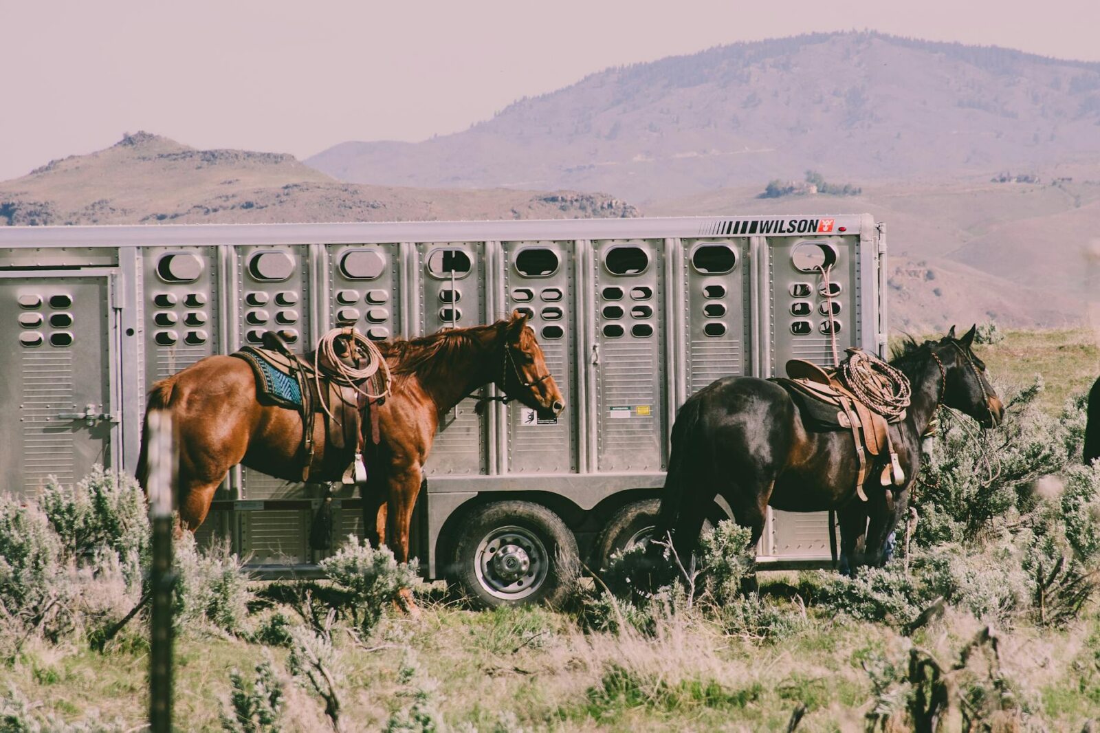 two black and brown horses Owning a Horse: Breeds, Care, Supplies, Tack, and Equipment