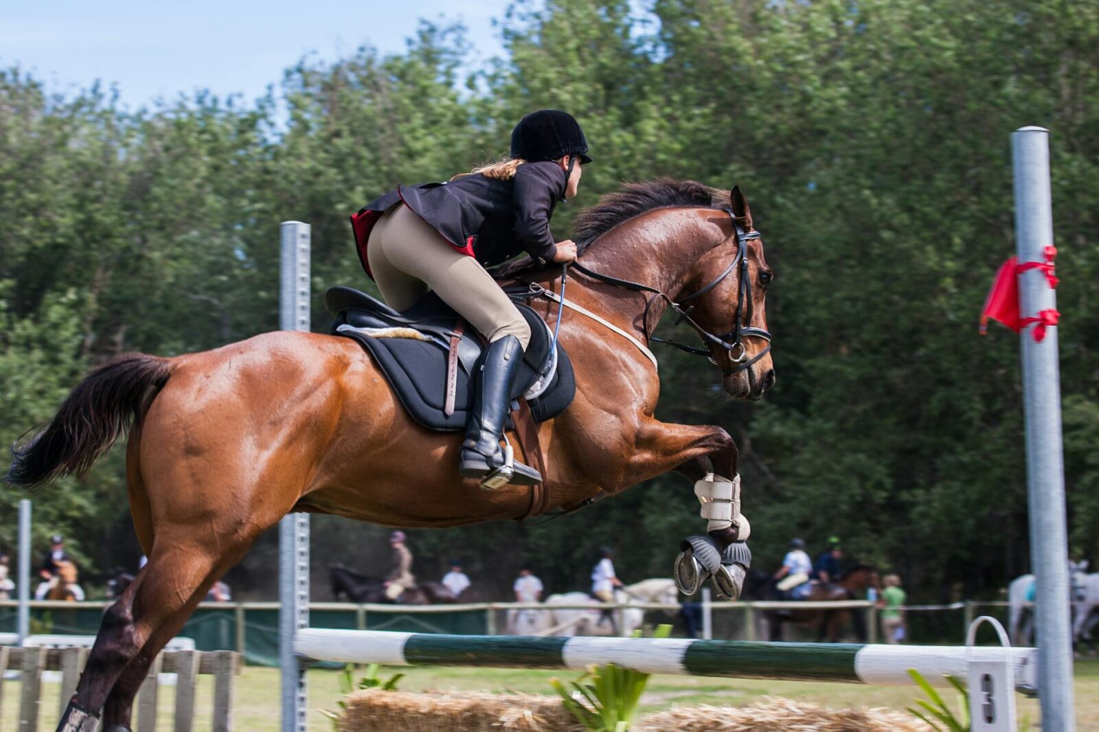 person riding a horse Owning a Horse: Breeds, Care, Supplies, Tack, and Equipment