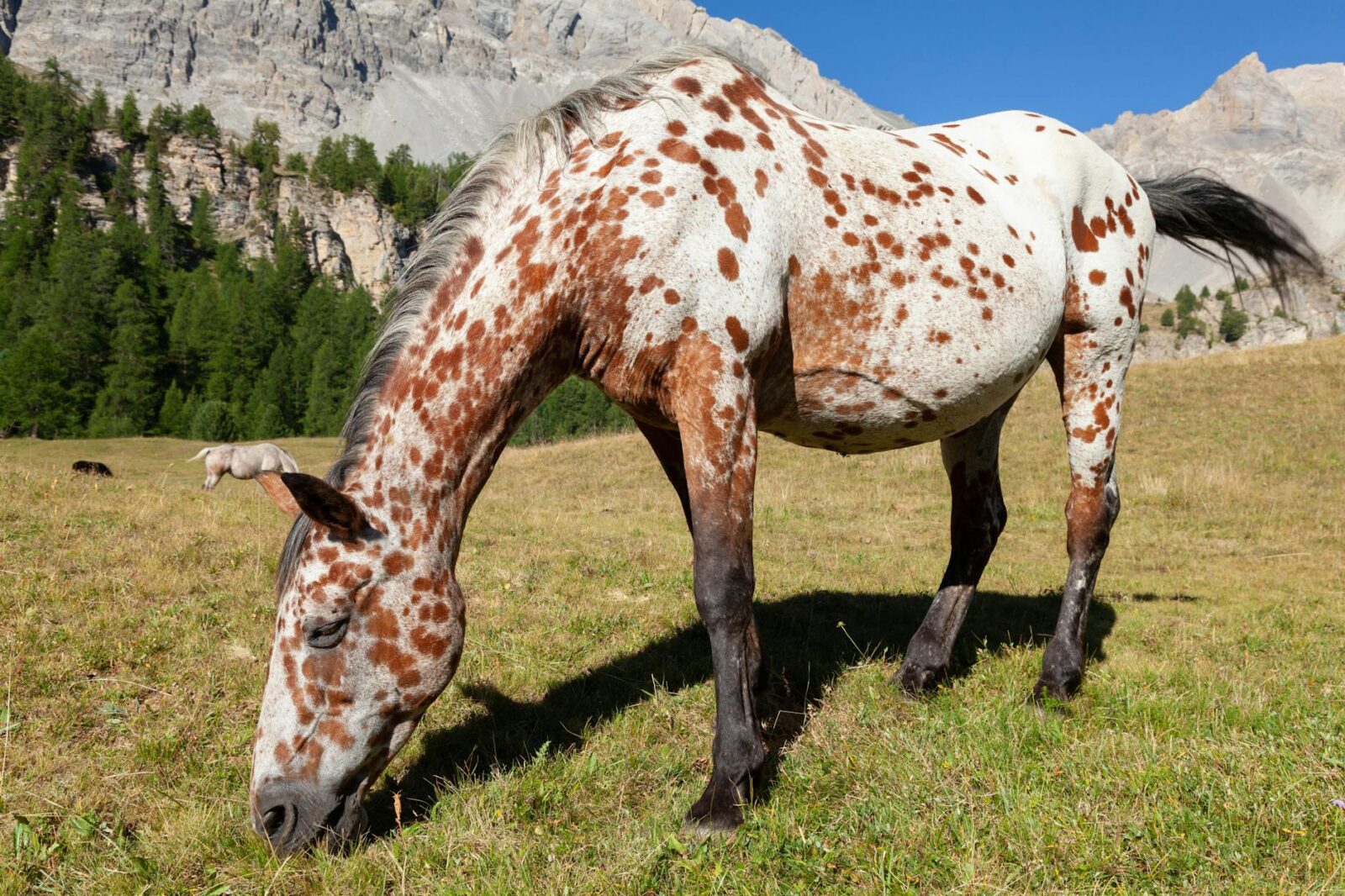horse in alps Owning a Horse: Breeds, Care, Supplies, Tack, and Equipment