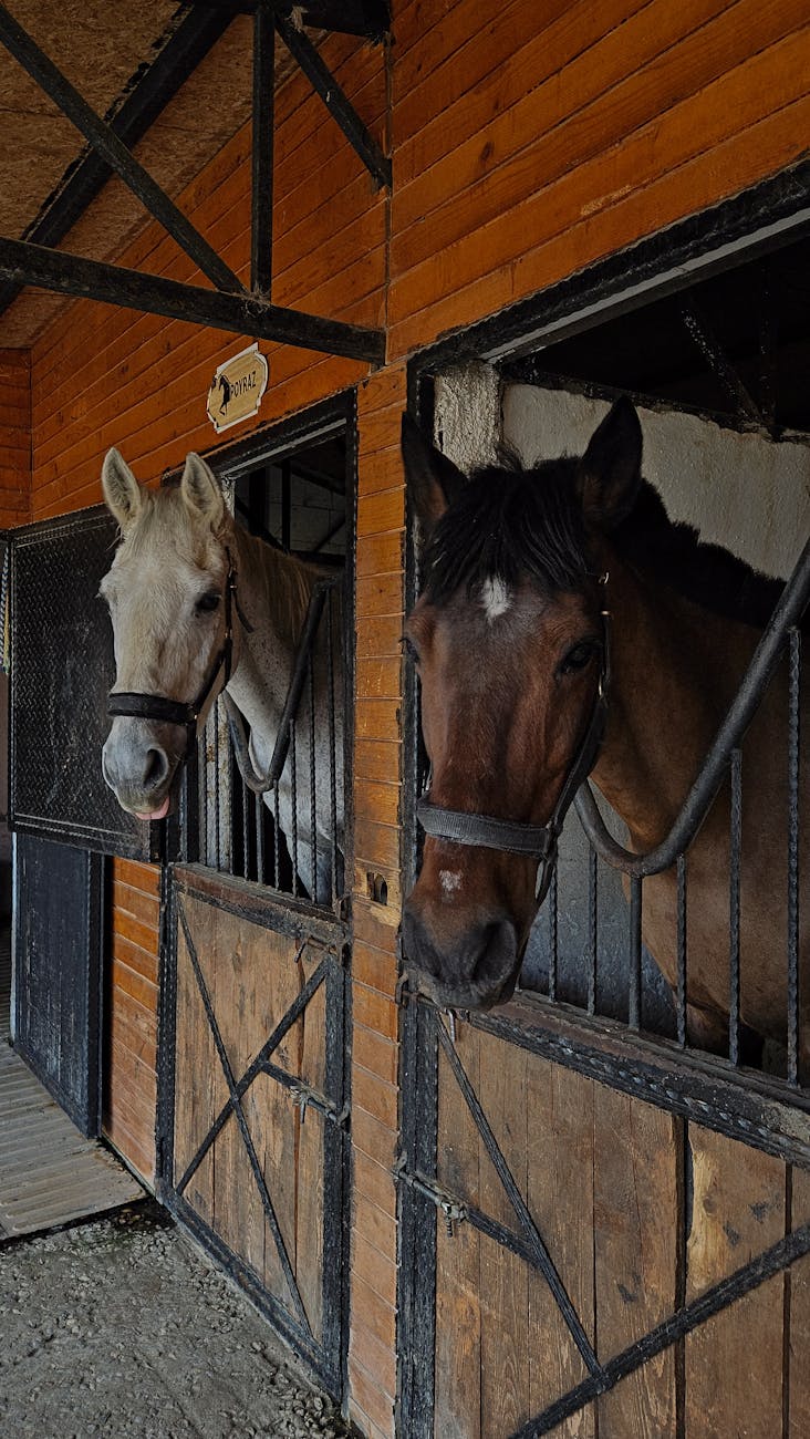 horses sticking their heads out of the stable boxes Owning a Horse: Breeds, Care, Supplies, Tack, and Equipment