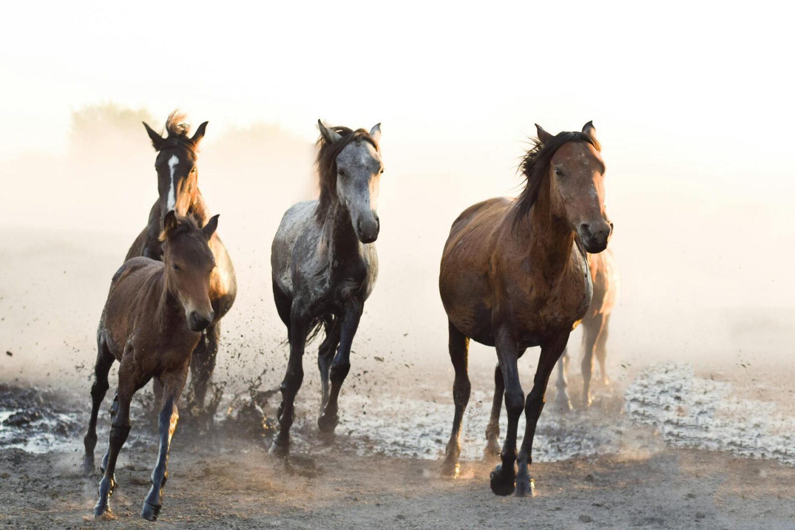 free Owning a Horse: Breeds, Care, Supplies, Tack, and Equipment