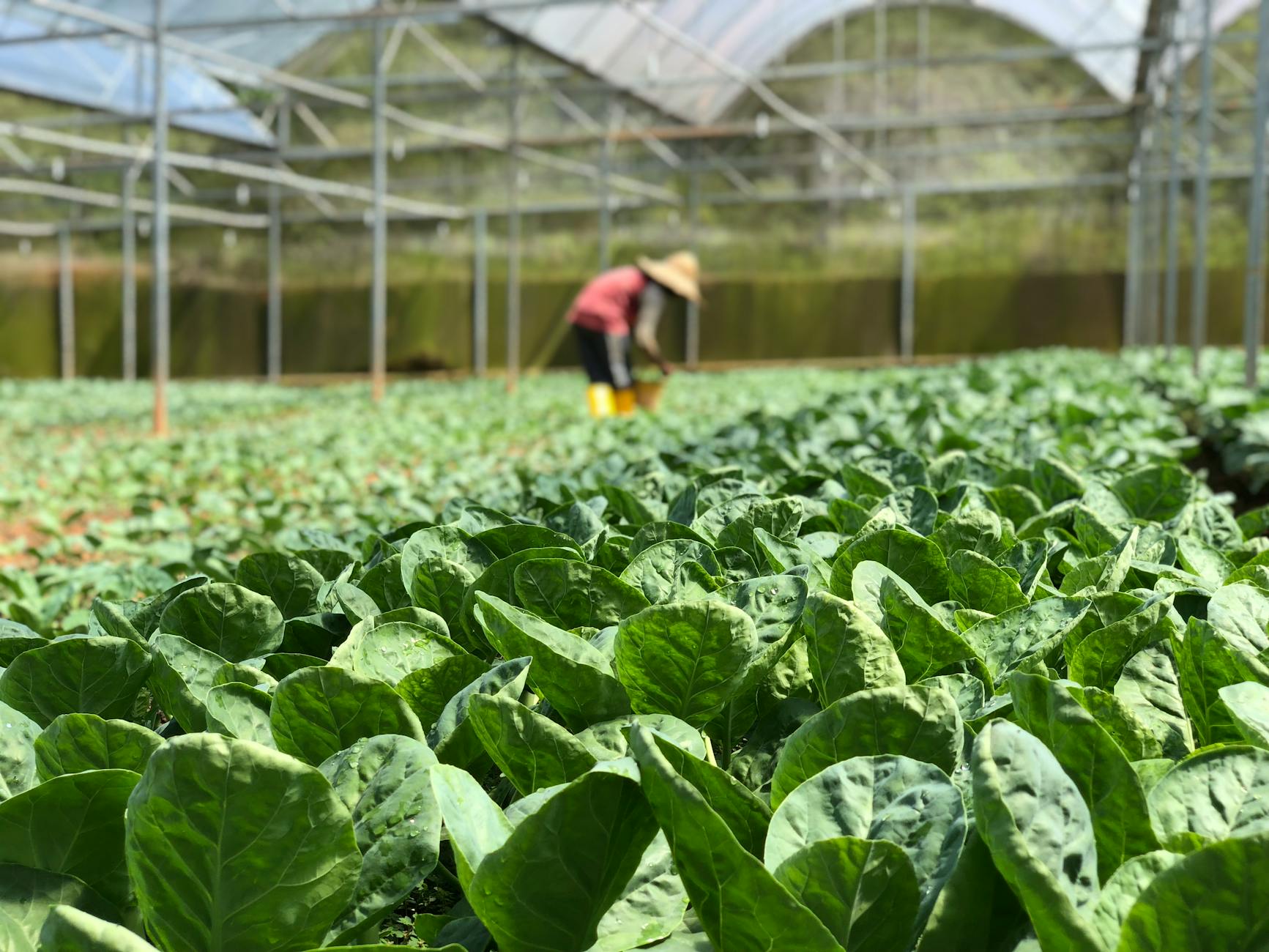 selective focus photography of green vegetables Inspiring Reasons to Start Your Own Farm