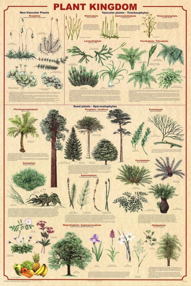 The Ultimate List of Gardening Skills Plant Kingdom