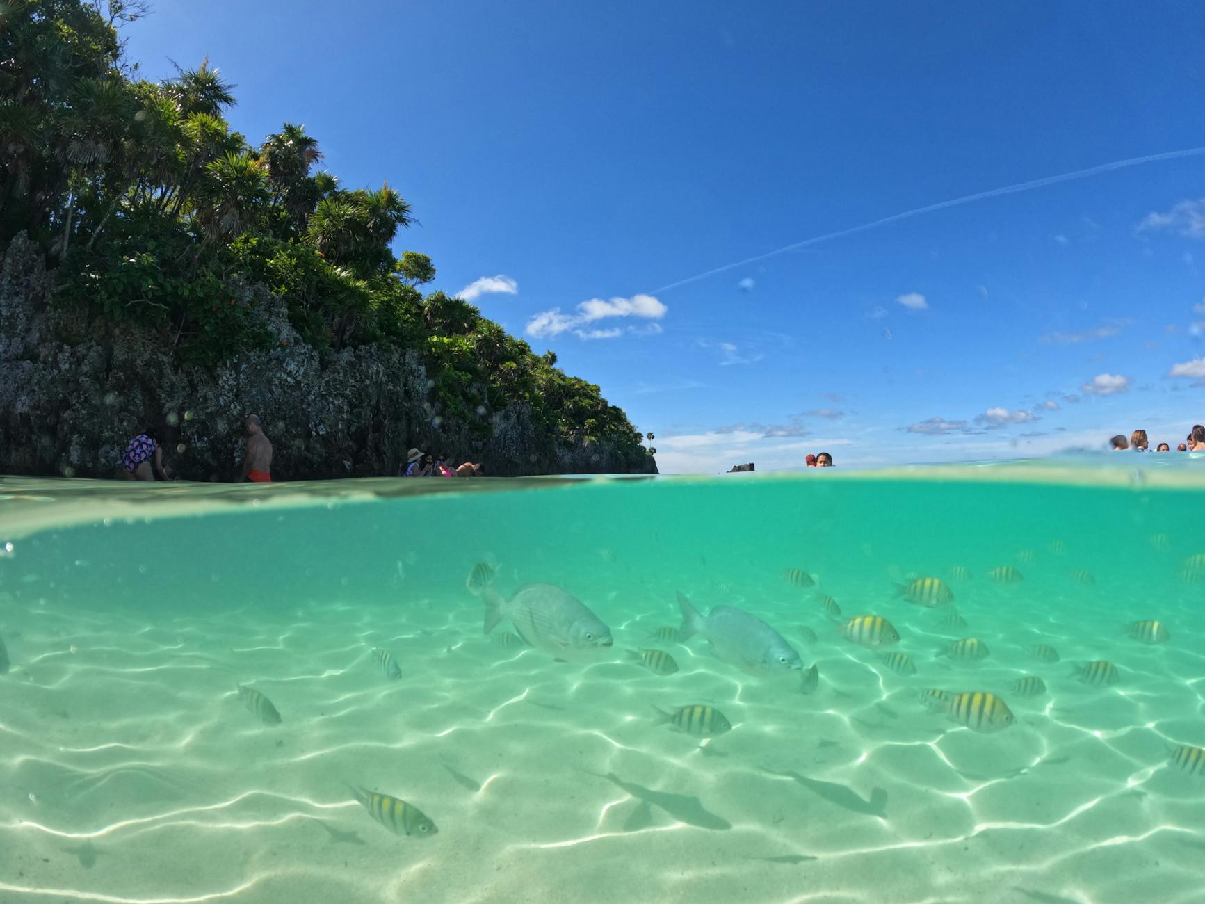 celadon green sea with fish and palm trees Why Honduras Property Investment Is a Smart Choice for Your Real Estate Portfolio