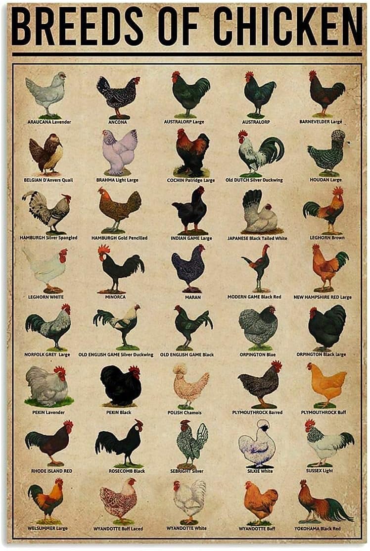 Infographic displaying various breeds of chickens, featuring illustrations of each breed along with their names Breeds of Chicken Choosing the Right Chicken Breed for Your Homestead
