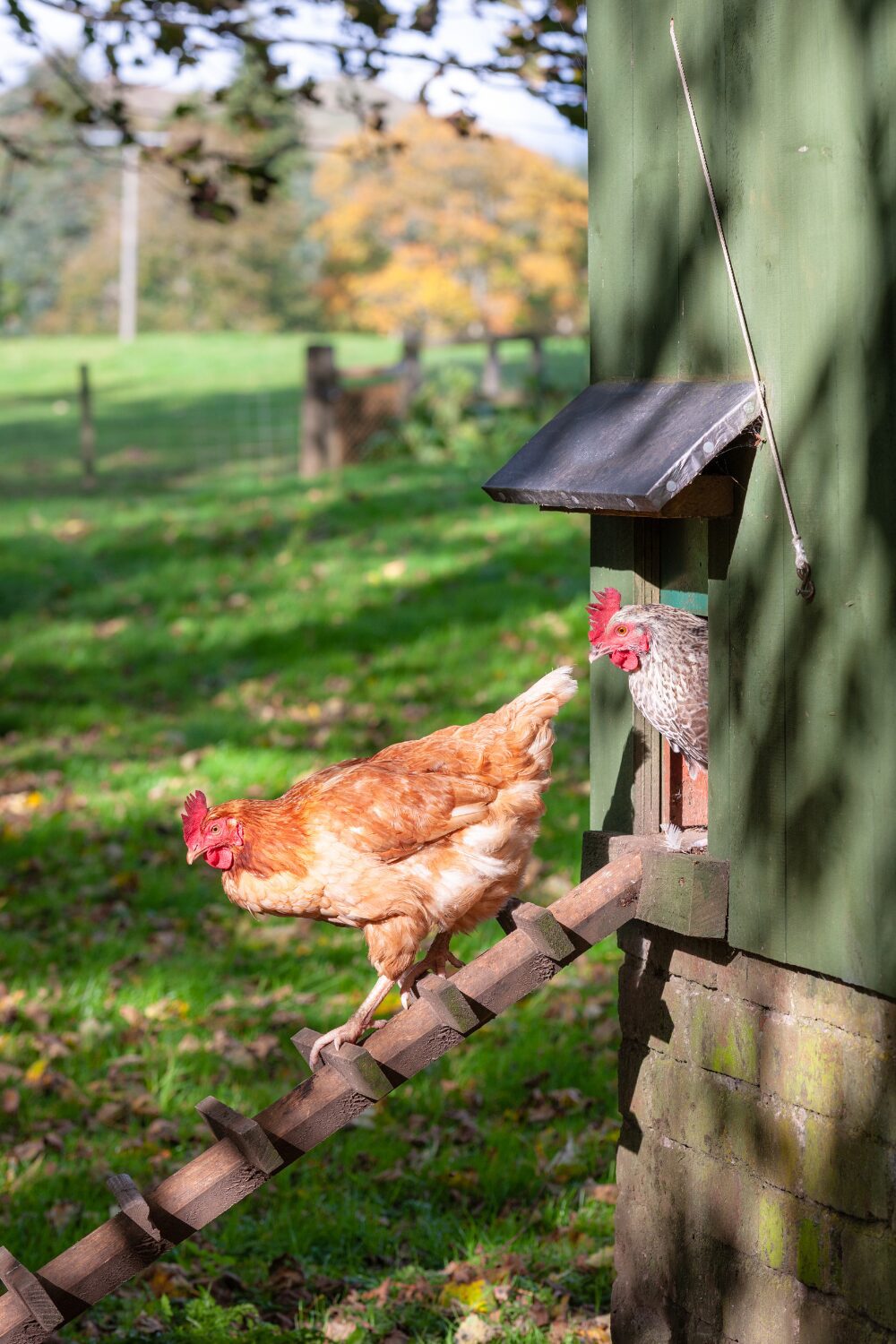 A brown chicken descending a wooden ramp from a coop, while another chicken peers out from the coop entrance, set in a green pasture. Choosing the Right Chicken Breed for Your Homestead