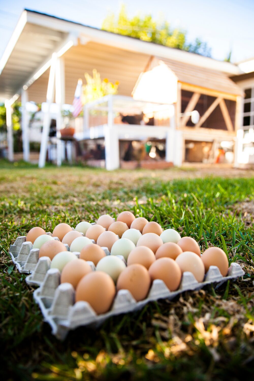 A collection of fresh eggs in various colors resting on a carton, set on green grass with a blurred backyard chicken coop in the background. Choosing the Right Chicken Breed for Your Homestead