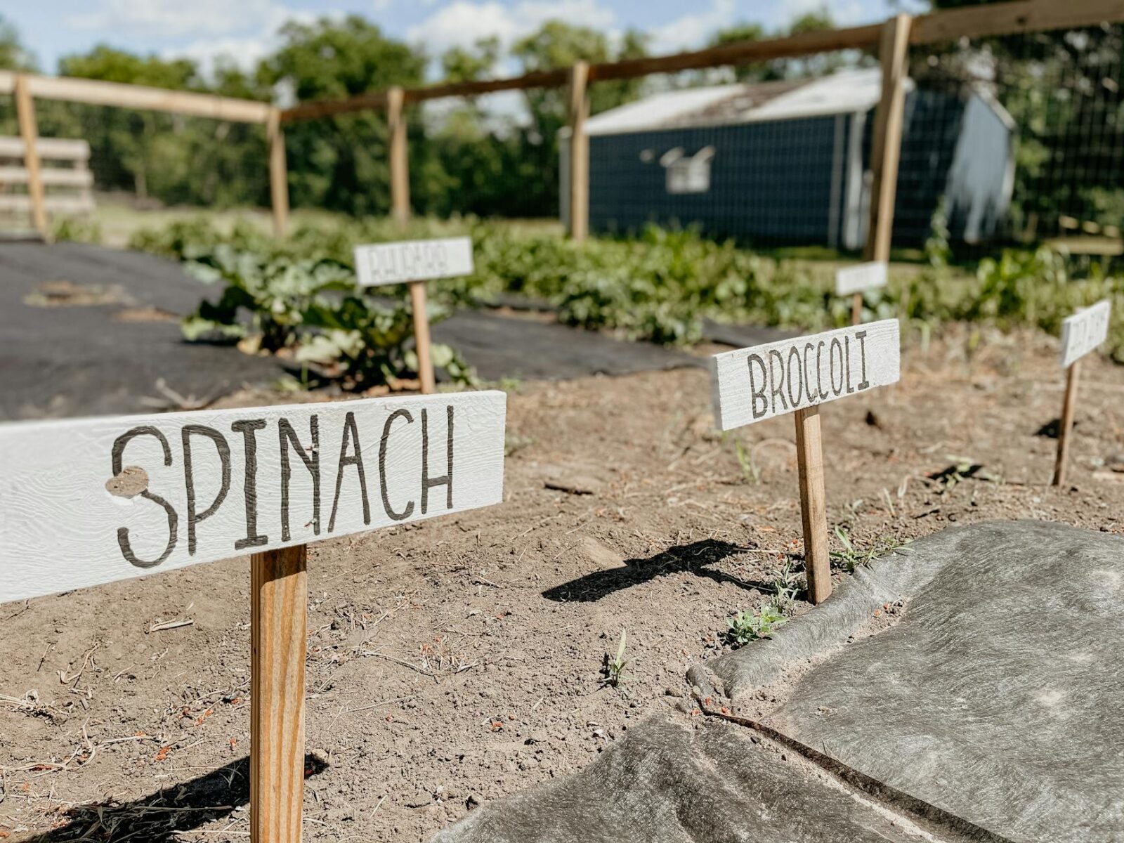 Spring Planting Guide for Zone 6B