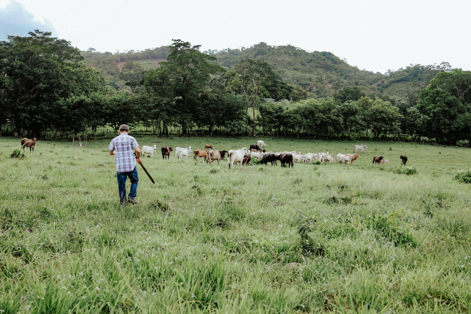 Rotational Grazing: Building Healthier Soil, Livestock, and Food 10 farmer and cows on pasture Rotational Grazing: Building Healthier Soil, Livestock, and Food