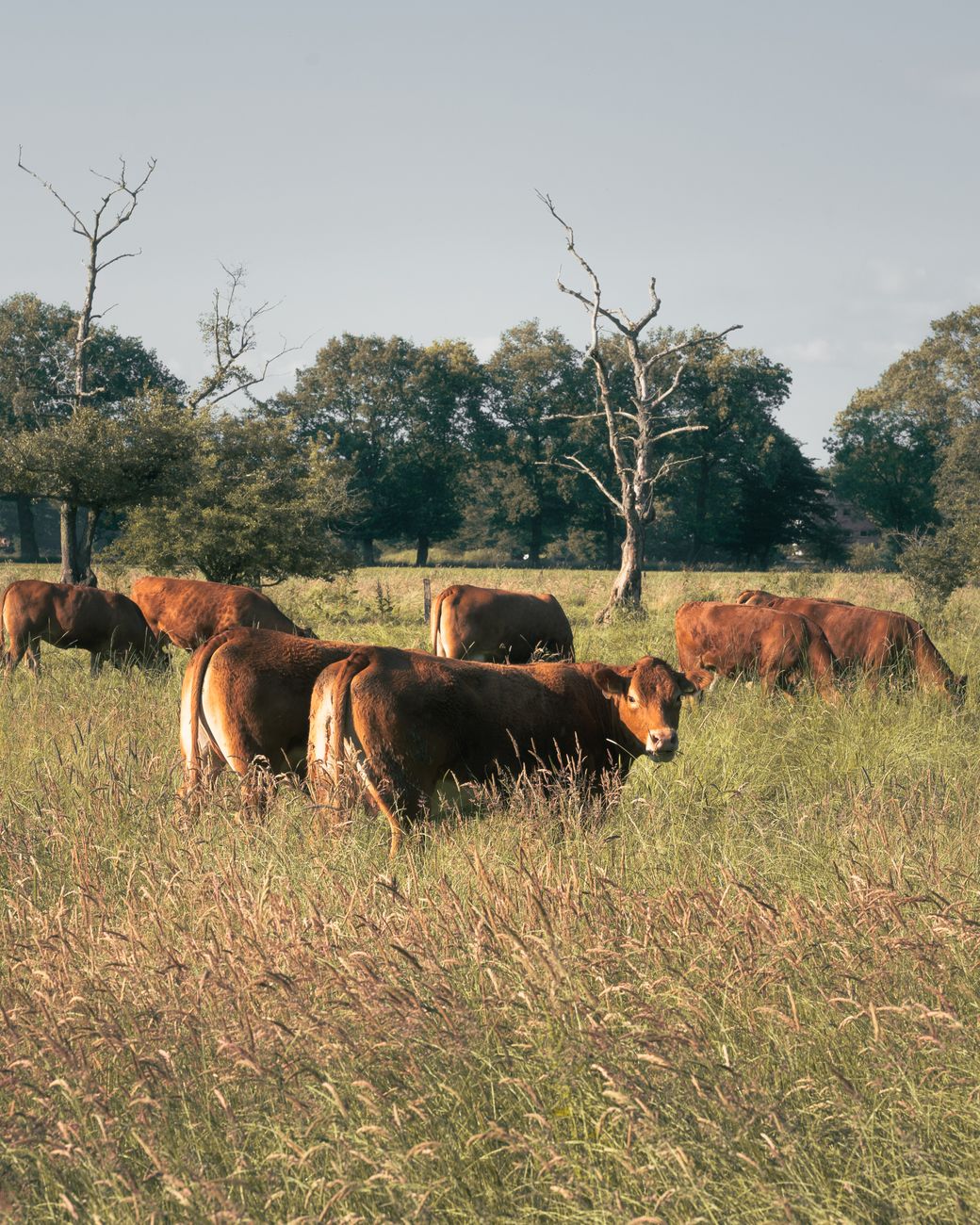 Rotational Grazing: Building Healthier Soil, Livestock, and Food 8 cattle on rural field Rotational Grazing: Building Healthier Soil, Livestock, and Food