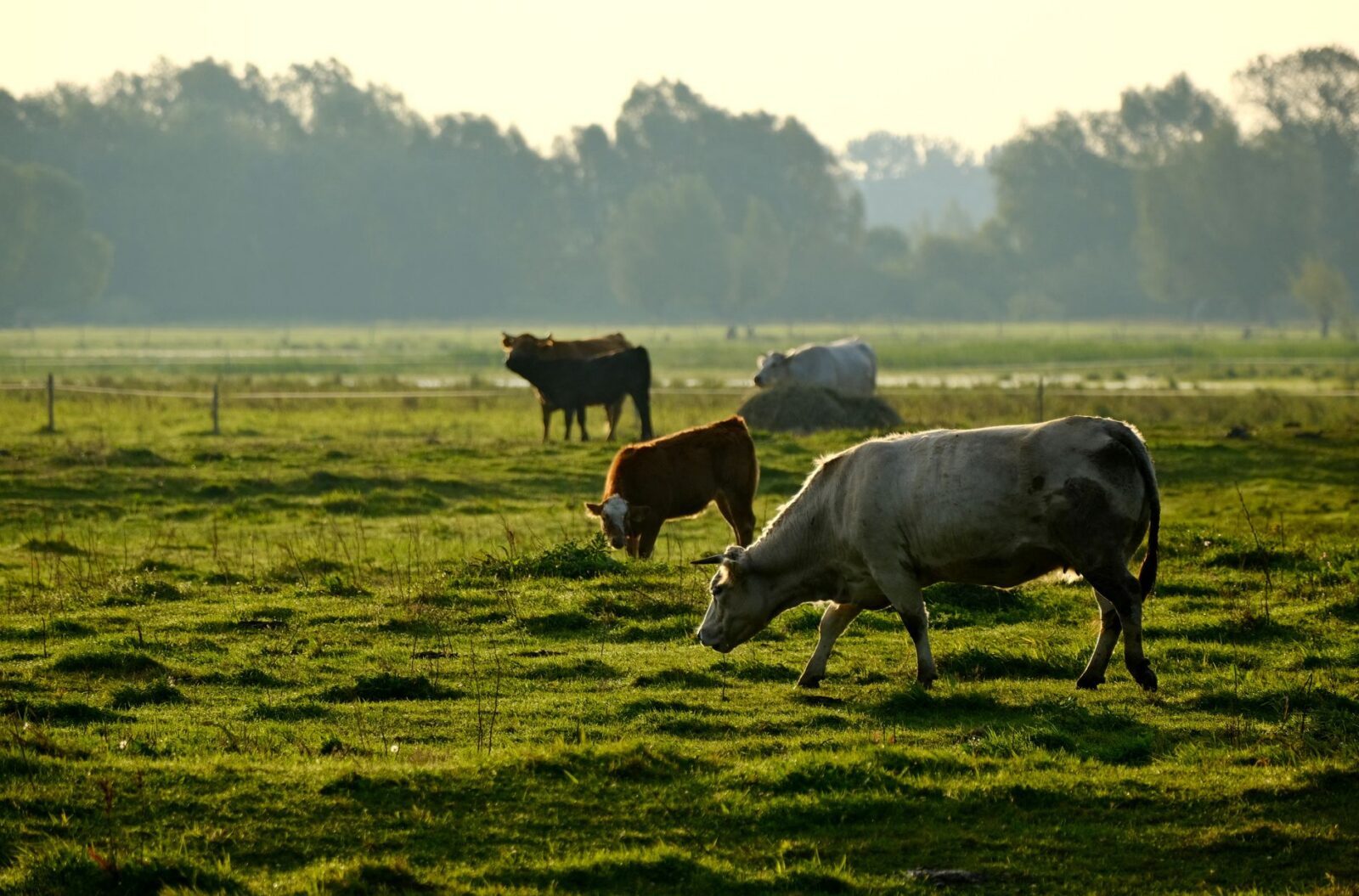 Rotational Grazing: Building Healthier Soil, Livestock, and Food 11 cattle grazing peacefully in sunlit field Rotational Grazing: Building Healthier Soil, Livestock, and Food