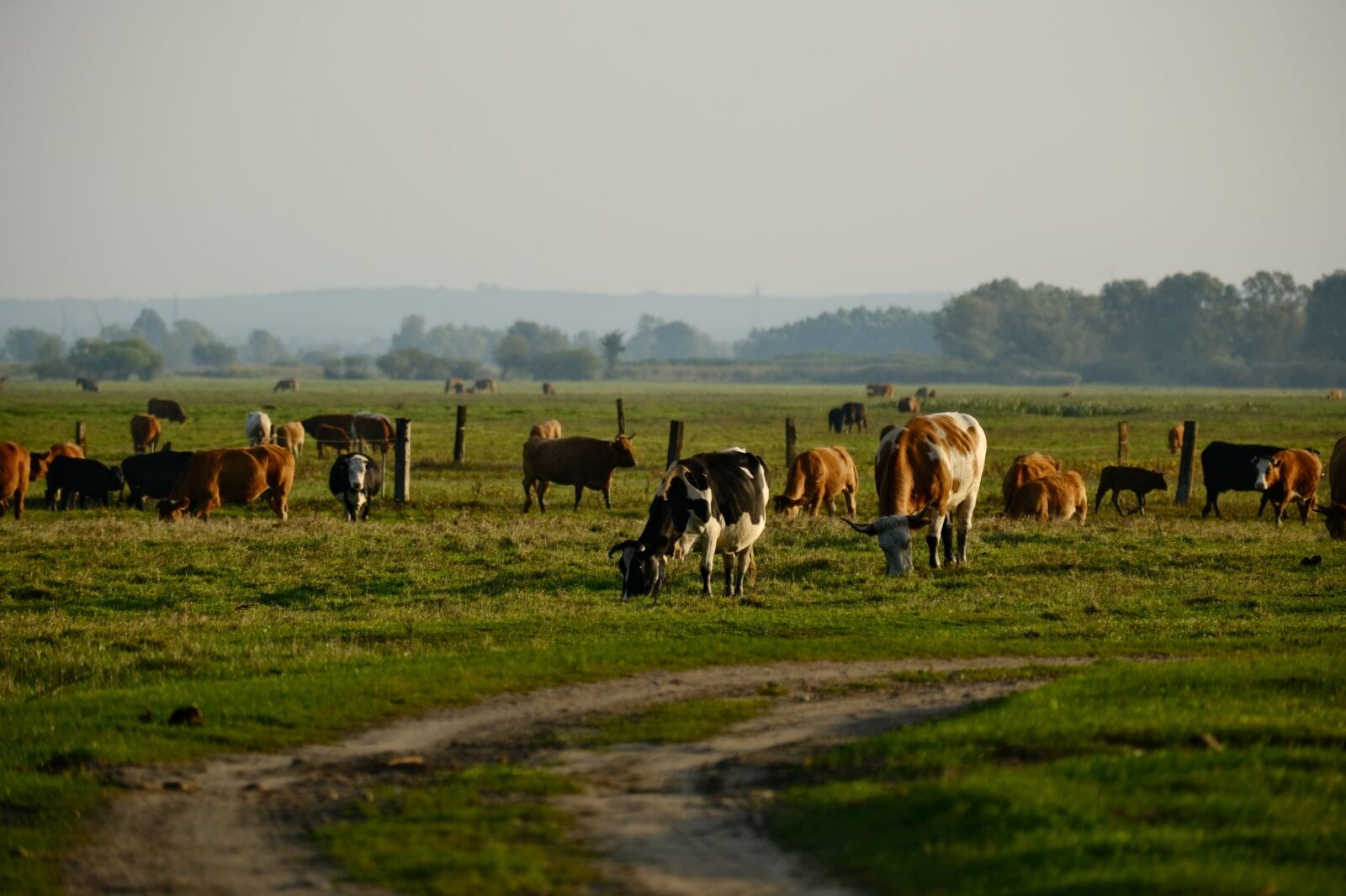 Rotational Grazing: Building Healthier Soil, Livestock, and Food 7 peaceful cattle grazing in pastoral landscape Rotational Grazing: Building Healthier Soil, Livestock, and Food