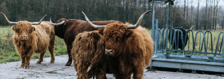 cattle fence design